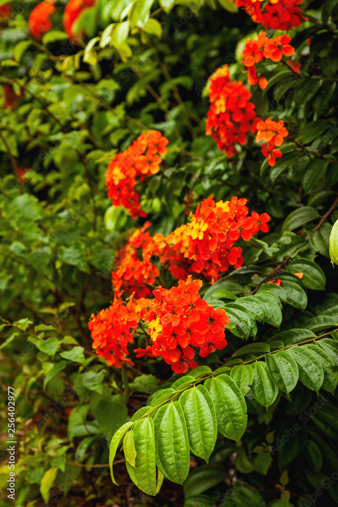 Natural background with blooming red tropical flowers. Wet plant leaves with water drops after rain. Malaysia.