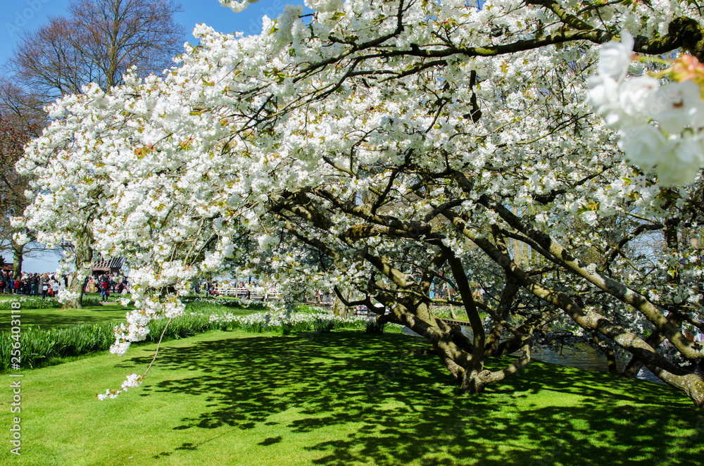 Beautiful spring landscape with white flower of fruit trees. Beautiful spring landscape with white flower of fruit trees.