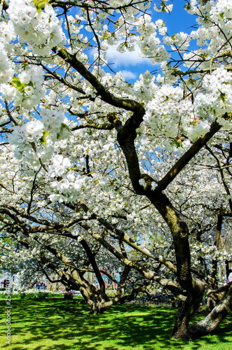 Beautiful spring landscape with white flower of fruit trees.