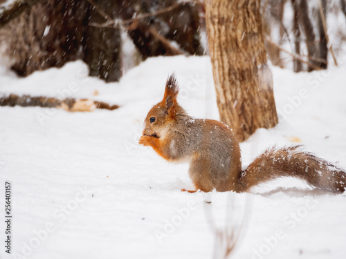 Ginger squirrel sits on snow in the winter forest. Curious rodent eating a nut.