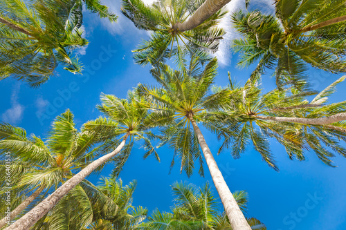 Fototapeta Naklejka Na Ścianę i Meble -  Green palm tree against blue sky and white clouds. Tropical nature background