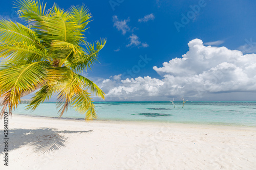 Fototapeta Naklejka Na Ścianę i Meble -  Perfect island landscape, view of palm and white sand under blue sky. Tropical summer vacation and holiday concept