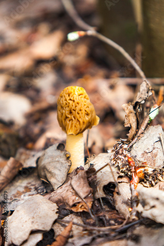 Morel spring mushroom grows from ground