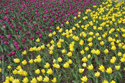 Purple and yellow tulips in the flowerbed in spring