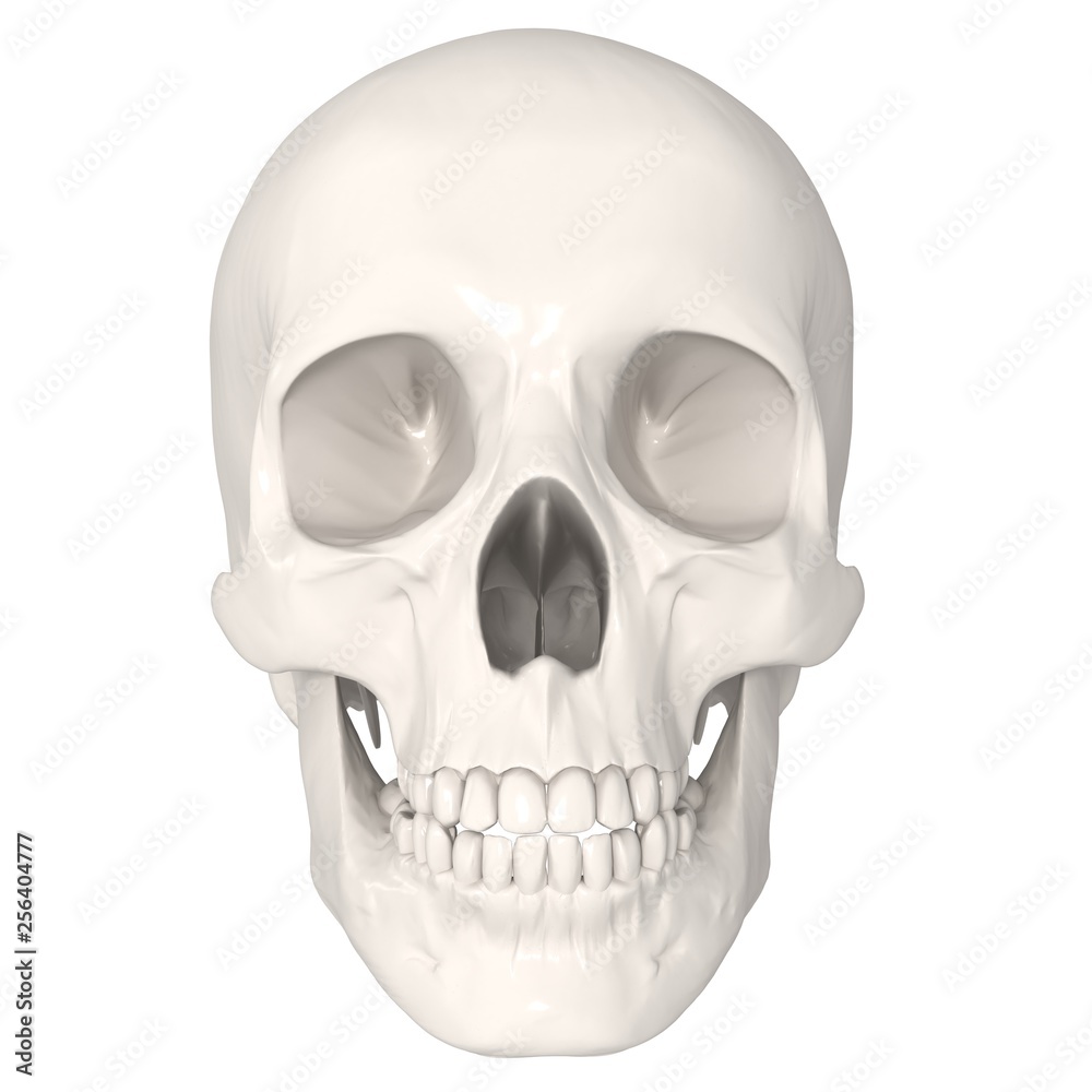 Fototapeta premium 3d render skull head on white background