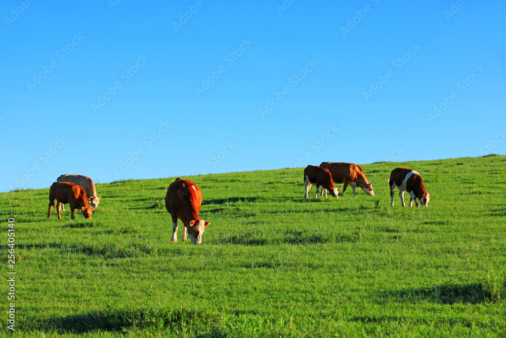 A herd of cattle on the prairie A herd of cattle on the prairie