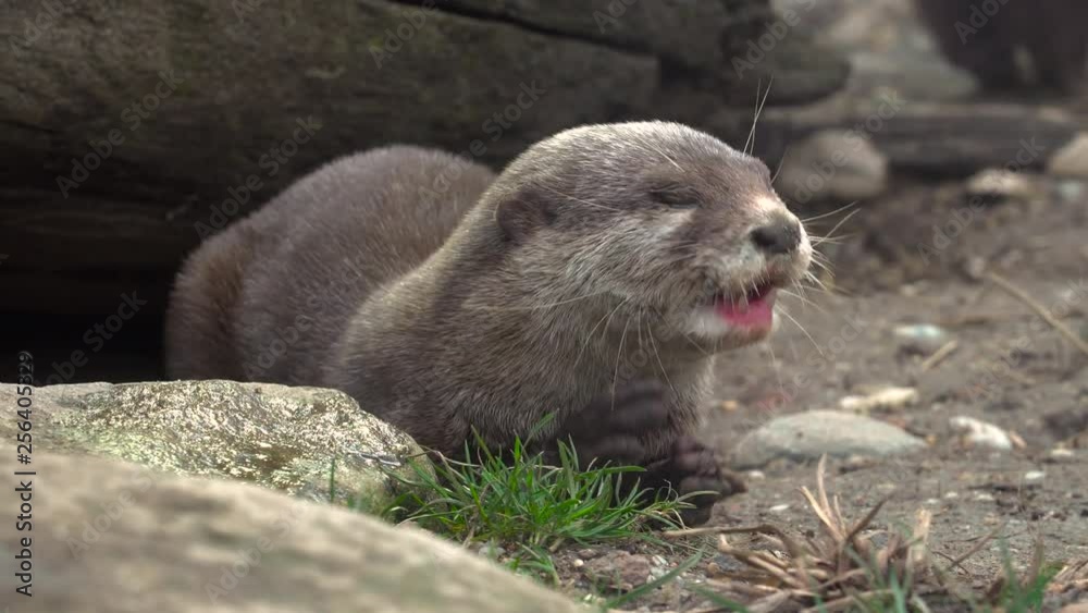 Close up on otter in zoo enclosure eating raw meat. Close up on otter in zoo enclosure eating raw meat.