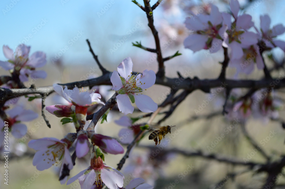 Almond blossoms, bees, bugs and spring time is here! 2019 Almond blossoms, bees, bugs and spring time is here! 2019