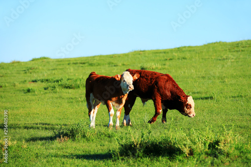 A herd of cattle on the prairie © zhengzaishanchu