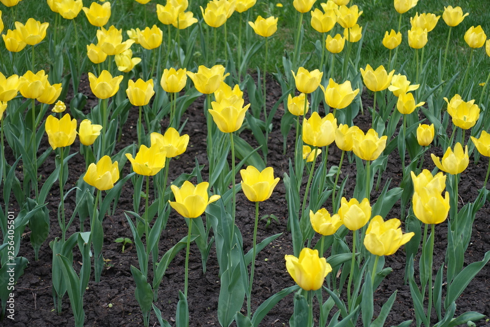 Florescence of yellow tulips in mid spring