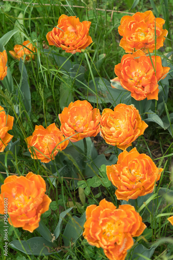 Insel Mainau im Frühling: Tulpenfeld - orange Insel Mainau im Frühling: Tulpenfeld - orange
