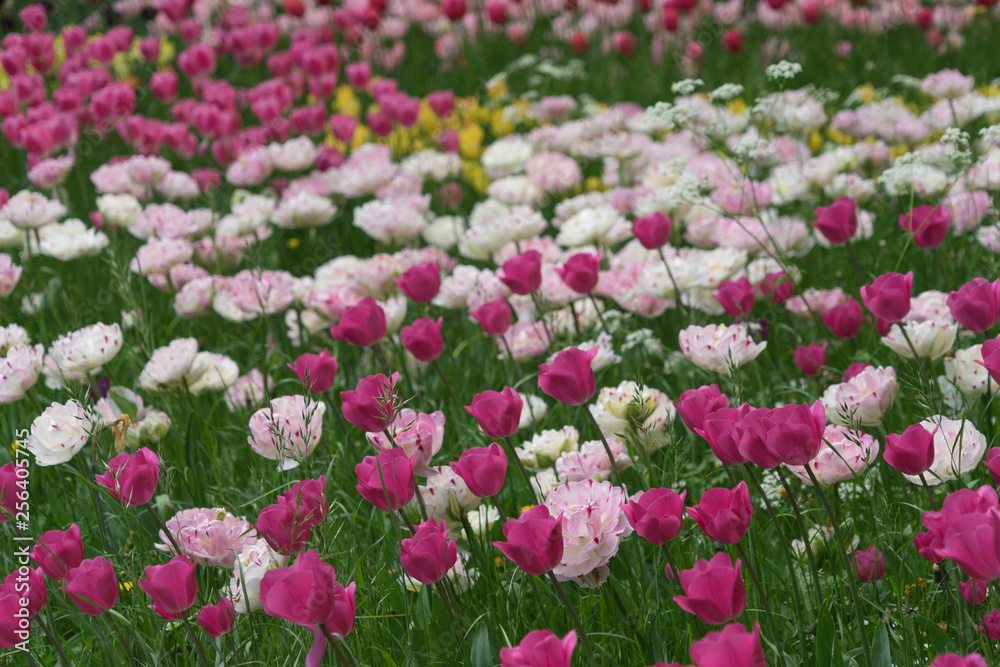 Insel Mainau im Frühling: buntes Tulpenfeld - pink, rosa, weiß
