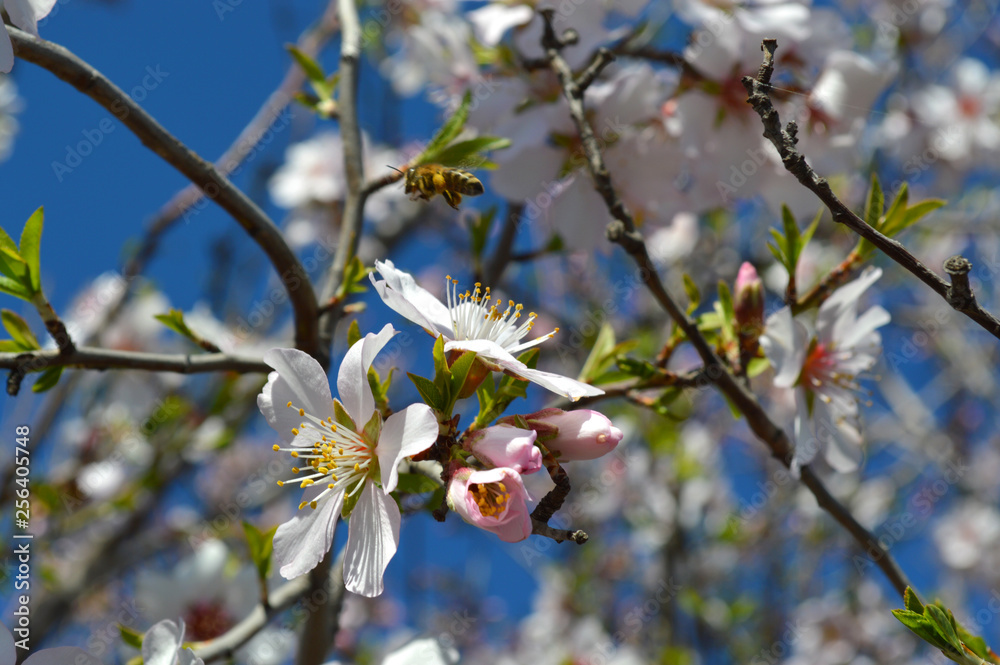 Almond blossoms, bees, bugs and spring time is here! 2019 Almond blossoms, bees, bugs and spring time is here! 2019