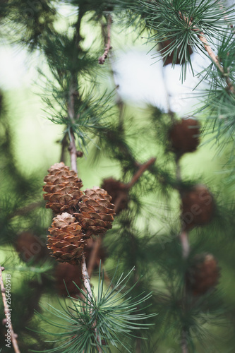 Pine cones and twigs, evergreen plant. Natural environment, sustainability