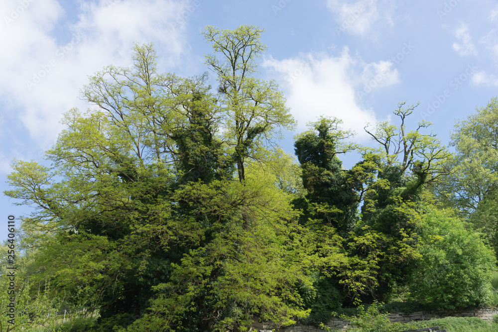 Fototapeta premium Stare drzewa wiosną na wyspie Mainau / Bodensee