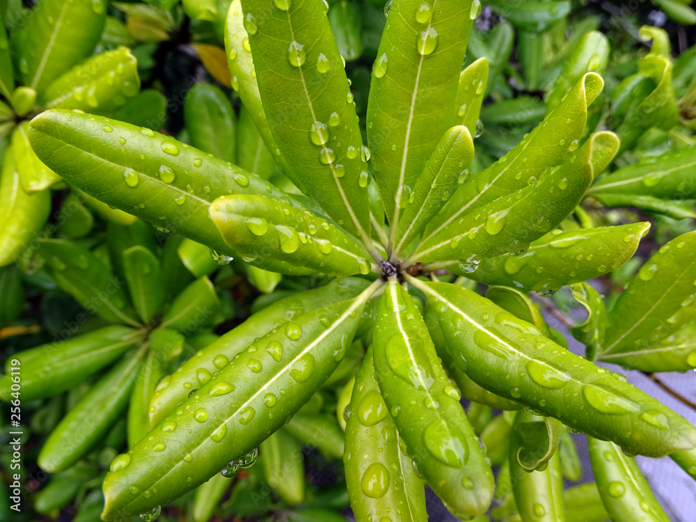 Pittosporum tobira, or Australian laurel - raindrops on fresh green leaves Pittosporum tobira, or Australian laurel - raindrops on fresh green leaves
