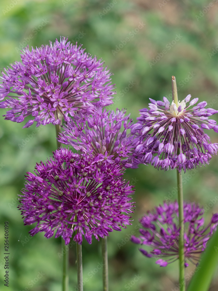 Zierlauch (allium allium) - lila Zierlauch (allium allium) - lila