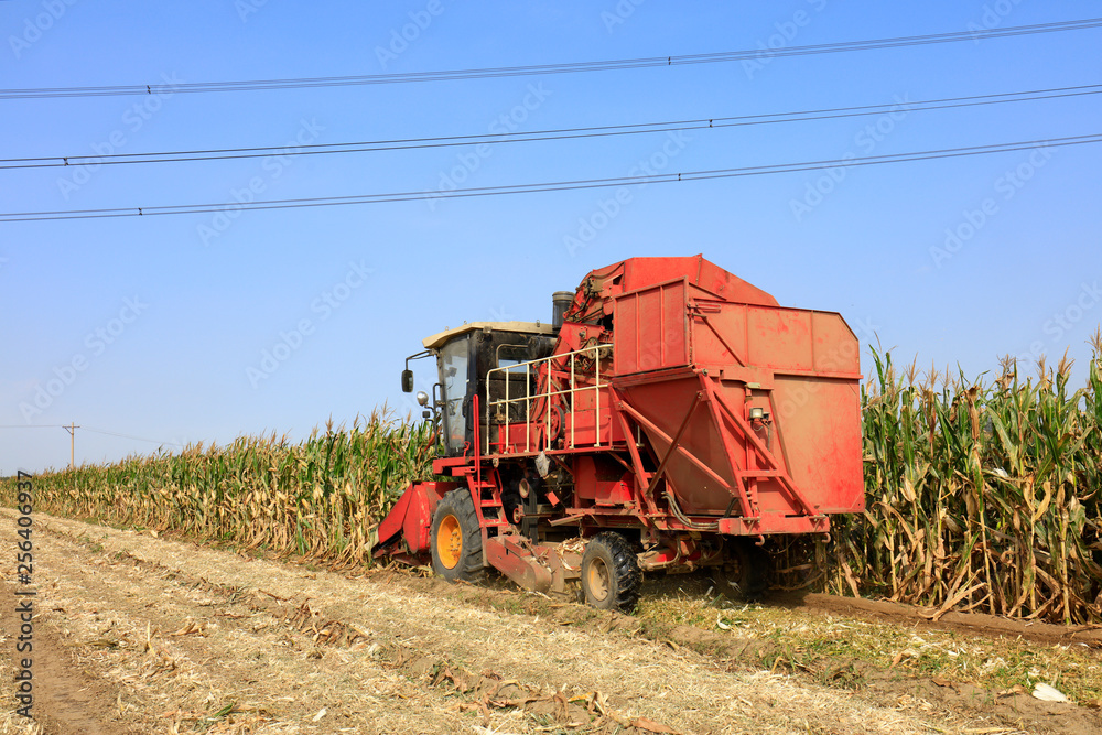 Modern combine harvester is harvesting cultivated ripe corn crop Modern combine harvester is harvesting cultivated ripe corn crop