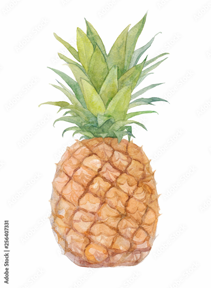 Watercolor illustration pineapple. Watercolor illustration pineapple.