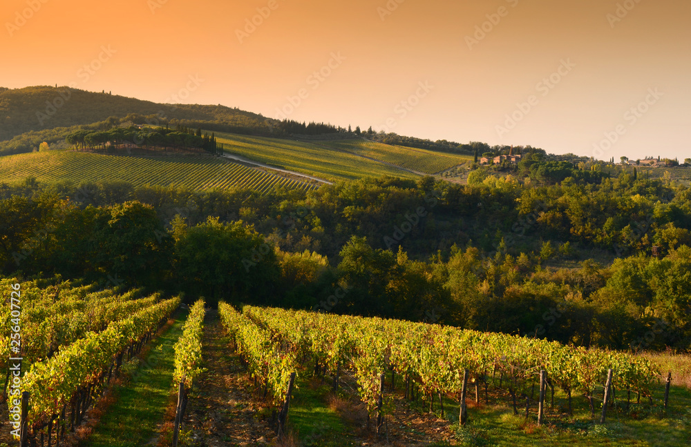 Rows of vineyards at sunset in Tuscany near Castellina in Chianti (Siena). Italy