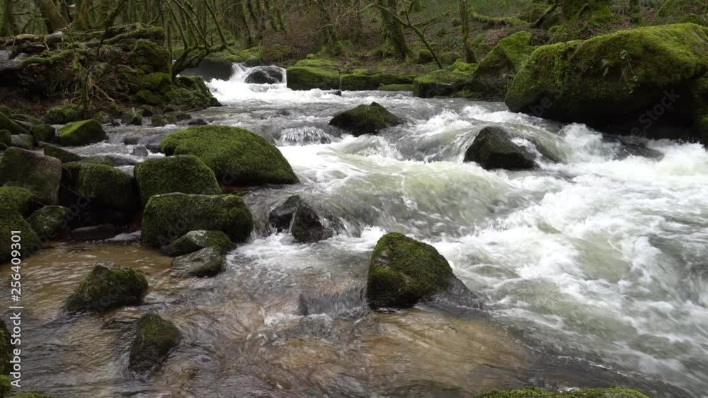 The River Fowey runs through woodlands in full spate at Golitha Falls, Cornwall, UK The River Fowey runs through woodlands in full spate at Golitha Falls, Cornwall, UK