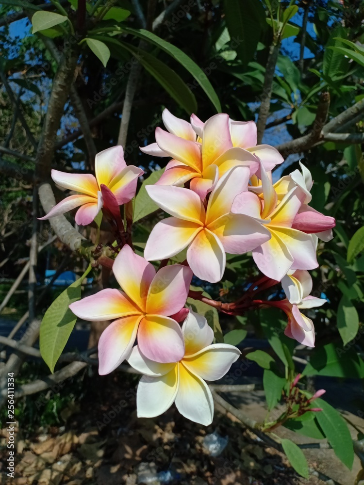 Fototapeta premium Frangipani flowers24