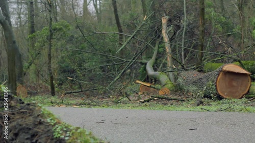 Broken, Fallen and Cut Down Tree near Roadside and Walkway
