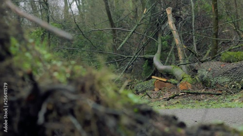 Broken, Fallen and Cut Down Tree near Roadside and Walkway