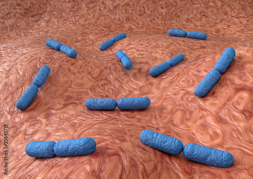 Enlarged view of the intestine showing the bacteria Lactobacillus. Normal flora of the small intestine, lactic acid bacteria. Probiotic bacteria photo