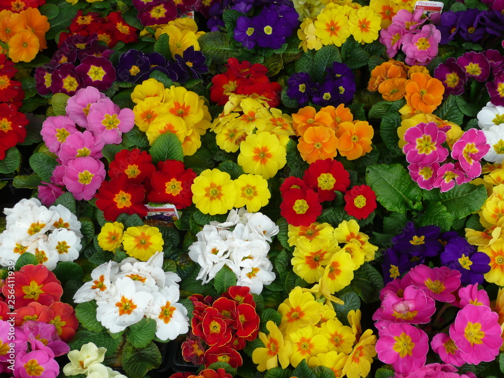 Stunning colours of Primroses