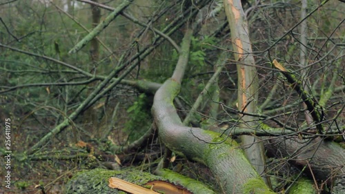 Broken, Fallen and Cut Down Tree near Roadside and Walkway