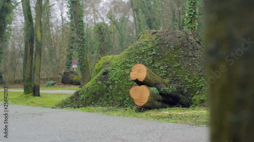 Broken, Fallen and Cut Down Tree near Roadside and Walkway
