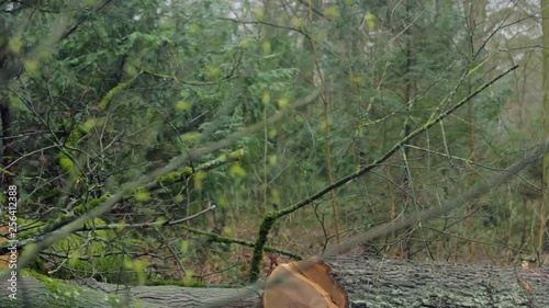 Broken, Fallen and Cut Down Tree near Roadside and Walkway