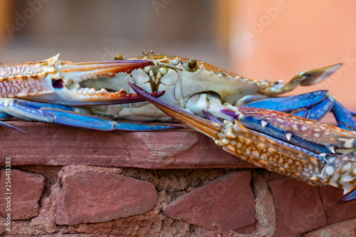 Callinectes sapidus, the Atlantic blue crab, or regionally as the Chesapeake blue crab. photo