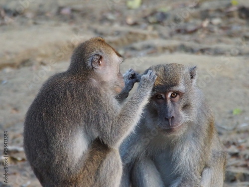 Monkey grooming in Malaysia