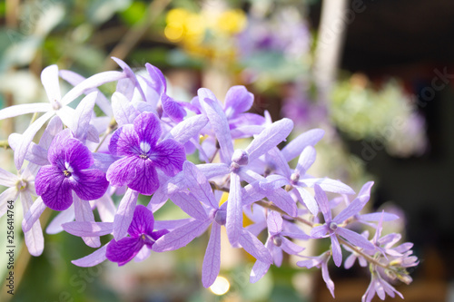 Purple Wreath in gardent