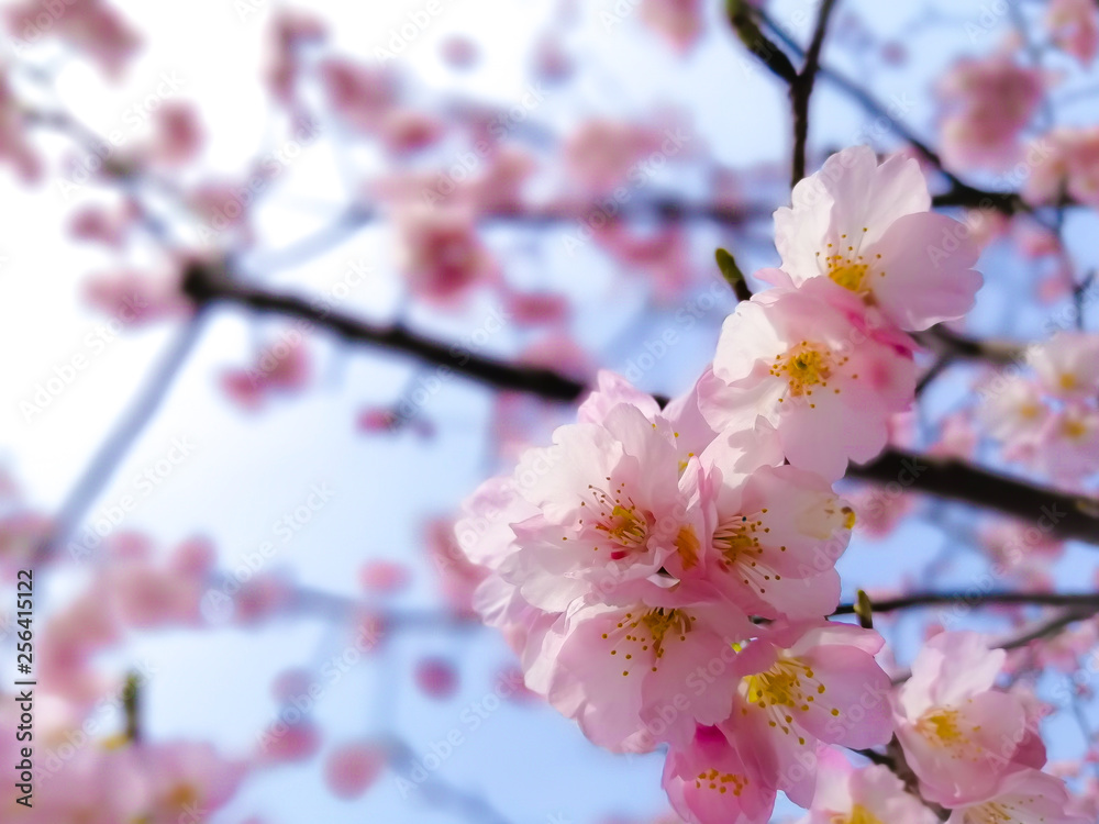 Cherry Blossom (さくら)