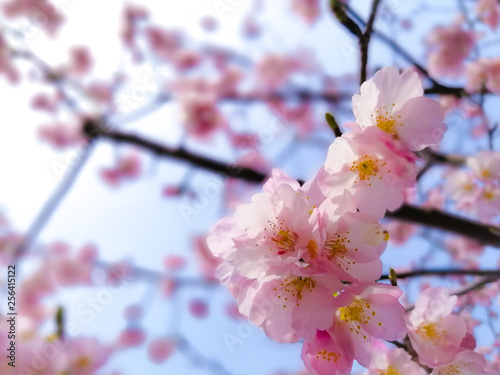 Cherry Blossom            