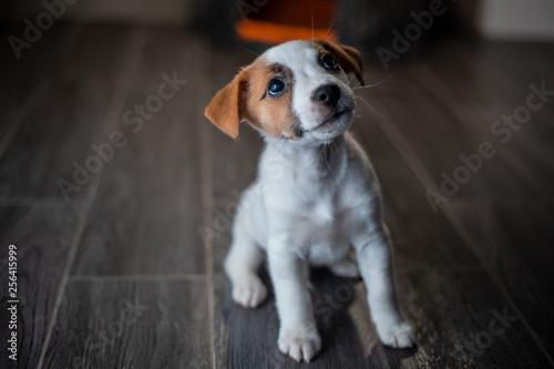 Puppy of breed Jack Russell Terrier sitting next to a wicker pet house with orange pillows against a gray wall