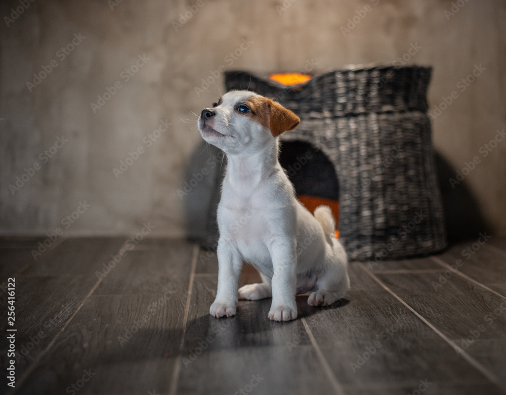 Puppy of breed Jack Russell Terrier sitting next to a wicker pet house with orange pillows against a gray wall
