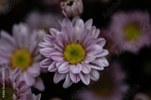 Colorful flowers chrysanthemum for background Abstract texture Soft and Blurred style.postcard.