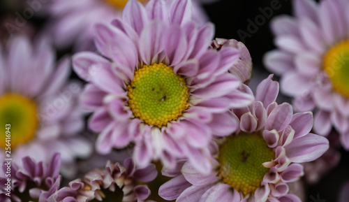 Colorful flowers chrysanthemum for background Abstract texture Soft and Blurred style.postcard.