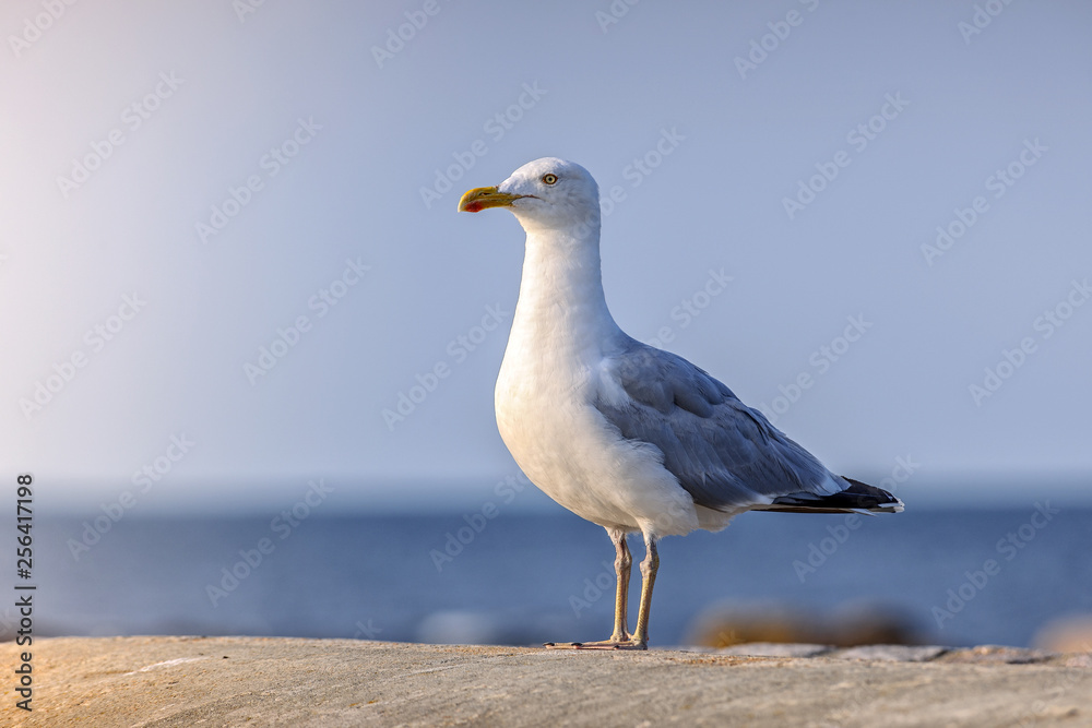 Posing standing Seagull Posing standing Seagull