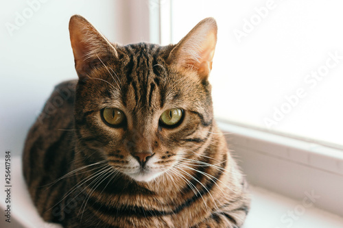 Cat with an interested and piercing gaze looks into camera. Breed is a Begalese cat with yellow-green eyes.