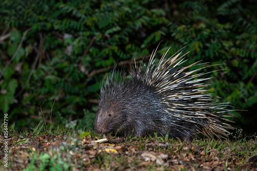 Malayan porcupine in the forest