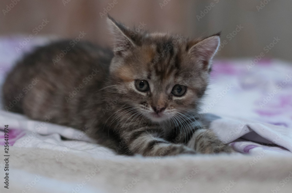 cute brown and red tabby kitten sitting on blurred background and white blanket and looking into distance at home