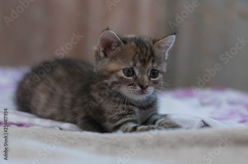 cute brown and red tabby kitten sitting on blurred background and white blanket at home