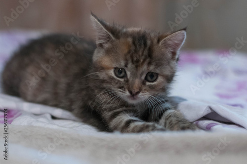 cute brown and red tabby kitten sitting on blurred background and white blanket and looking into distance at home