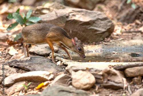Chevrotain or lesser mouse deer in the forest