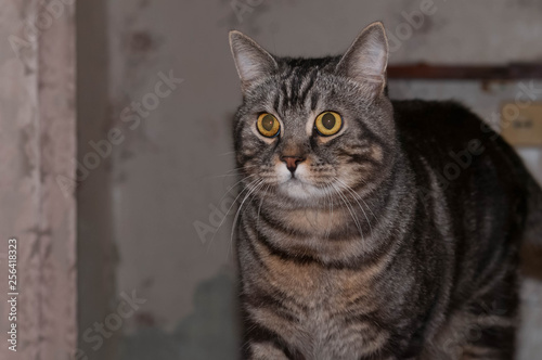 brown striped tabby cat standing on bed looking into distance at home © Viktoriia